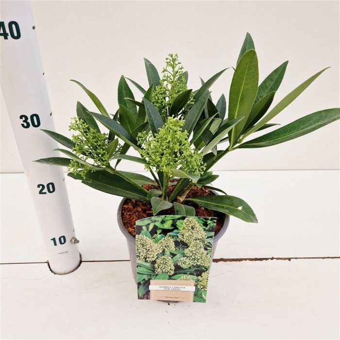 Skimmia confusa 'Kew Green', D 17
