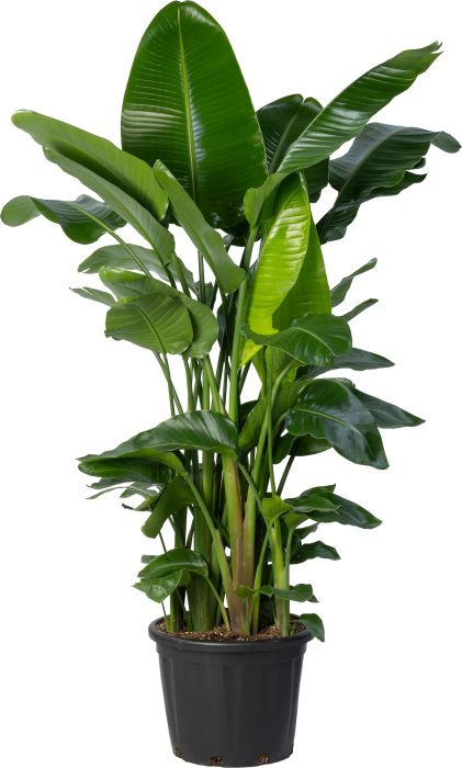 Strelitzia nicolaï p45 8+pp 200+cm, D 45