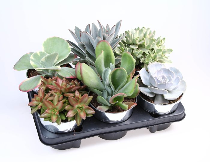 Succulent zinkpot, D 15