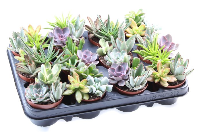 Succulenten mix trio, D 8,5