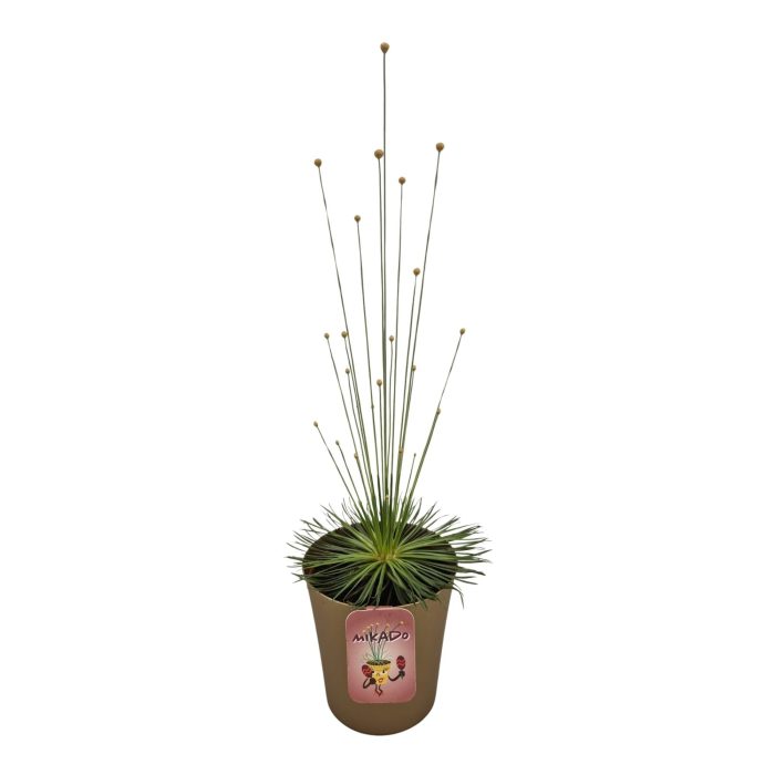 Syngonanthus "Mikado", D 9