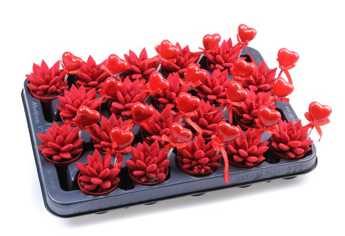 Velvet red + hartje, D 5,5
