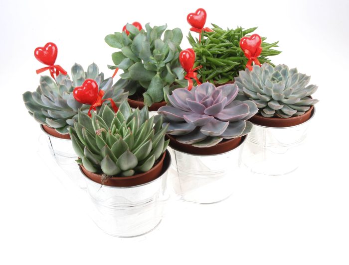 Zink succulent mix + hartje, D 12