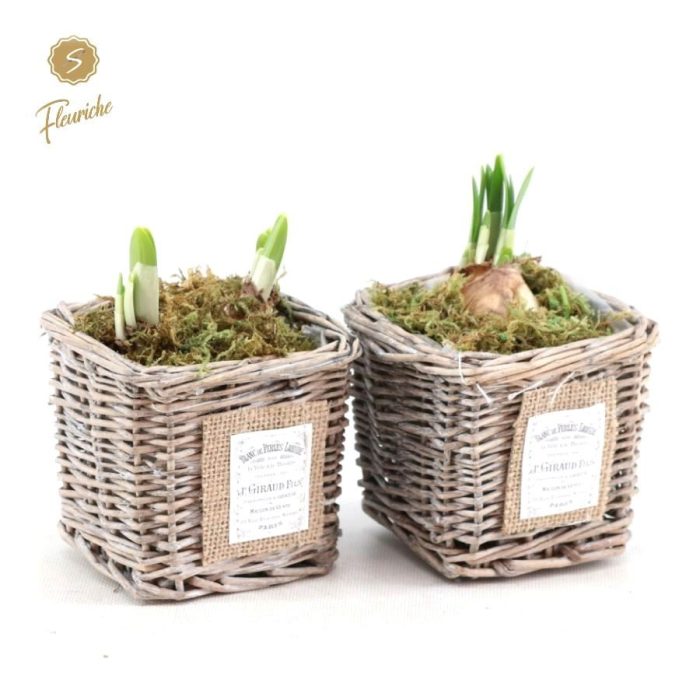 (1408) Narcissus Willow Basket Square [M] Mos, D 10
