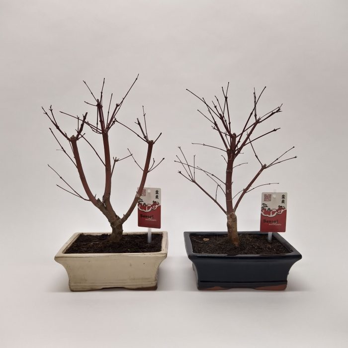 Acer Bonsai Mix 20 cm, D 20