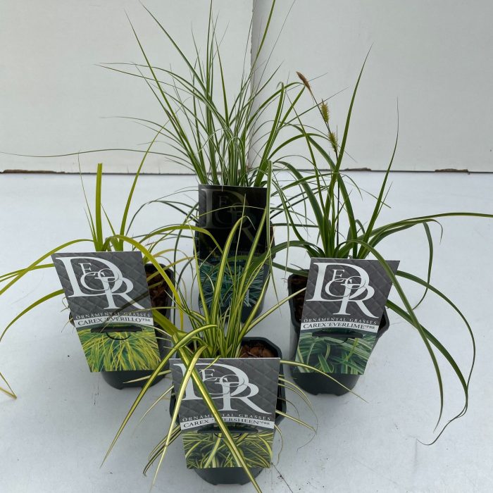 Carex mix exclusief, D 13