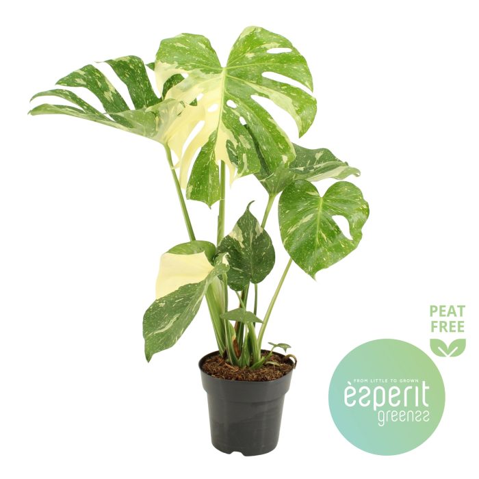 Monstera Thai Constellation, D 17