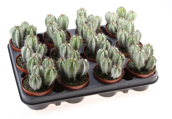 Polaskia chichipe, D 8,5