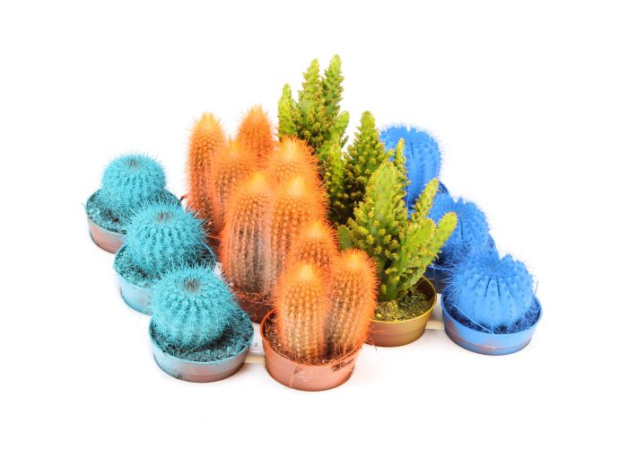 Rainbow cactus mix, D 6,5