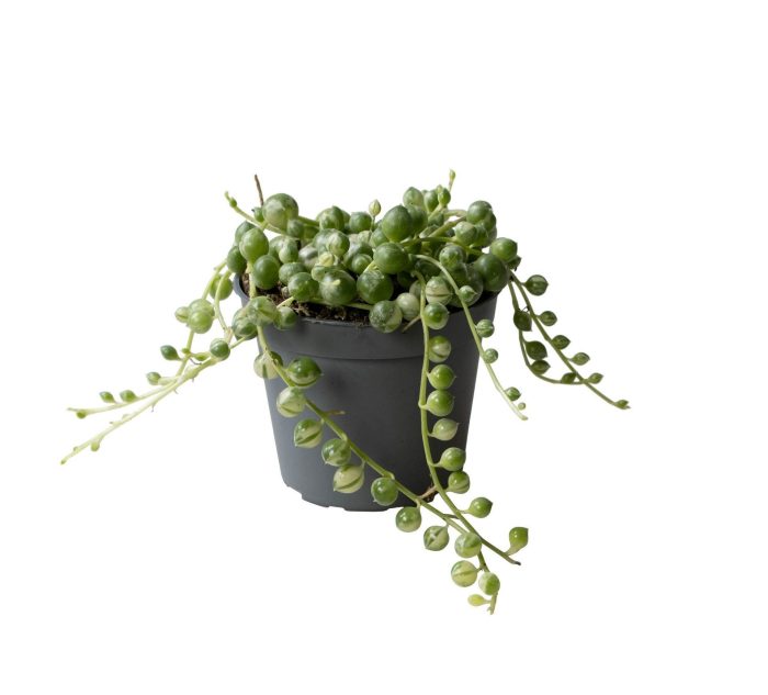 Senecio Rowleyanus Variegata, D 6