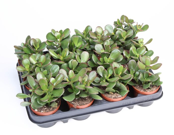 Crassula ovata sunset, D 8,5