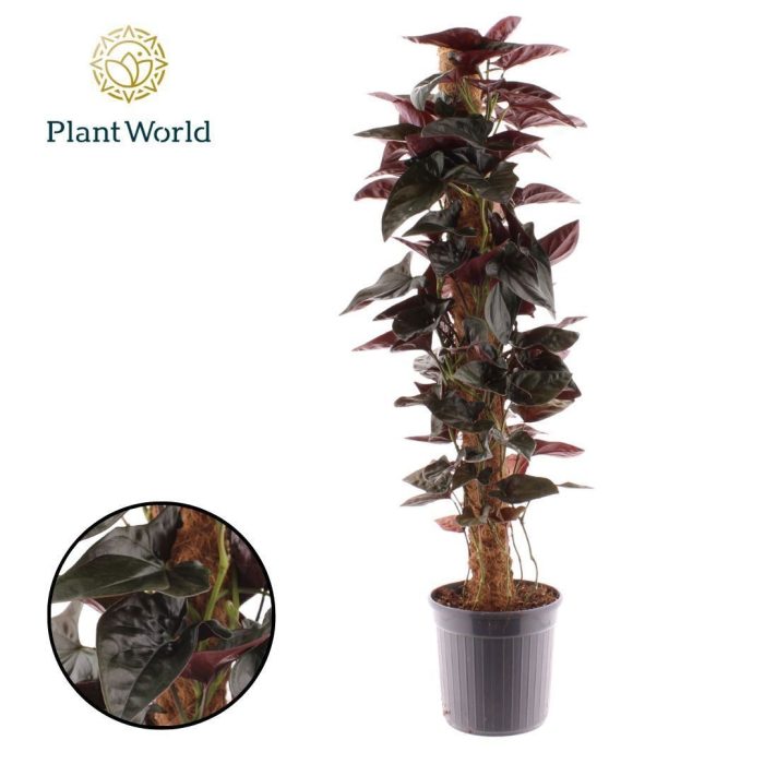 Syngonium erythrophyllum 'Red Arrow' Mosstok 100 cm, D 20
