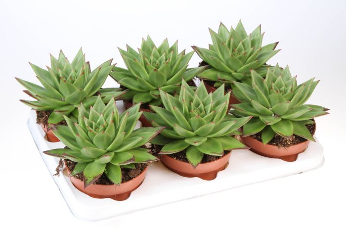 Echeveria Agavoides Ebony, D 12