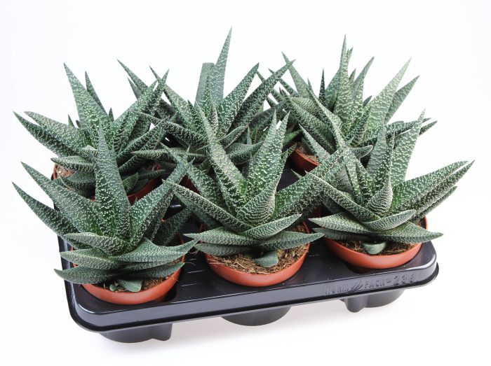 Haworthia Royal highness, D 12