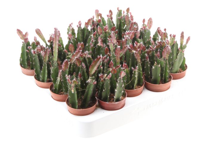 Lepismium Cruciforme Red Tip, D 5,5