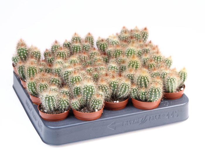 Pilosocereus chrysostele, D 5,5