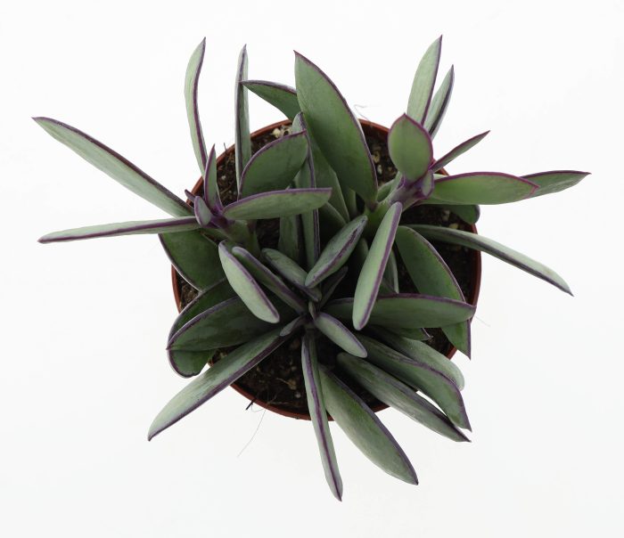 Senecio crasissimus, D 8,5