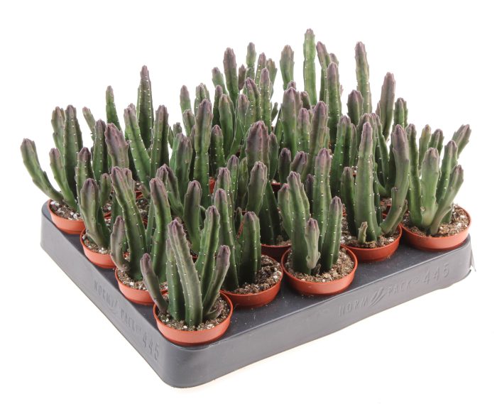 Stapelia leendertziae, D 5,5