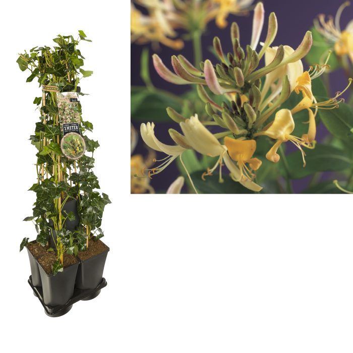 1 m. privacy mix Hedera + Lonicera 'periclymenum' +label, D 17