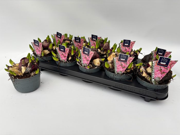10.5 cm ROZE Hyacint Multiflora, D 10,5