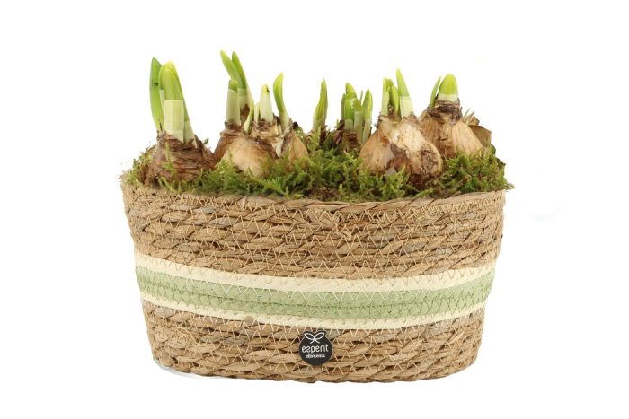 11697: Outdoor spring arrangement, D 23