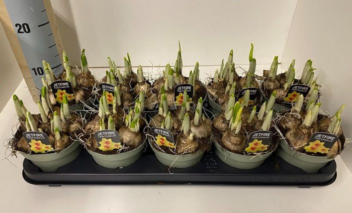 12 cm Narcis Jetfire in olijf groene pot, D 12