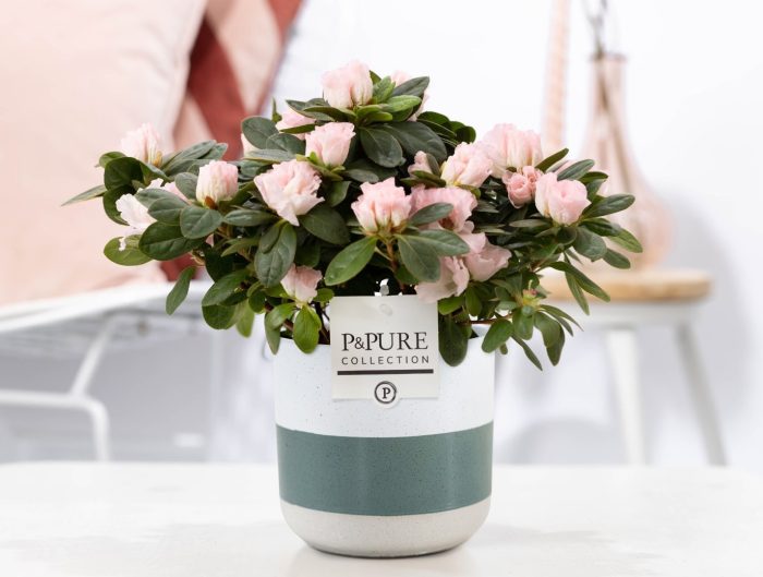 1st class Azalea pink in P&PURE Lauren ceramics, D 12