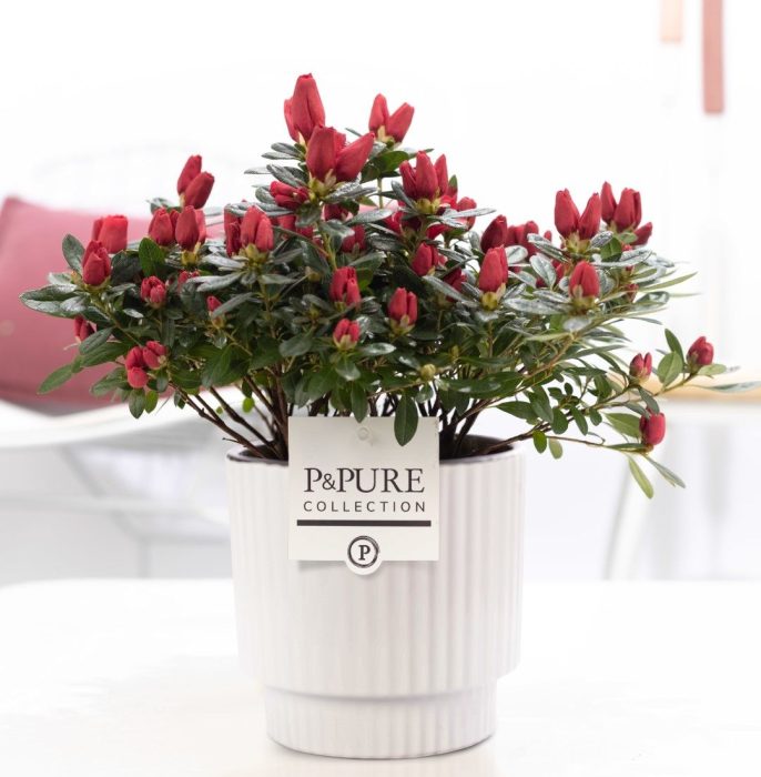 1st class Azalea red in P&PURE Ivy ceramics shiny white, D 12