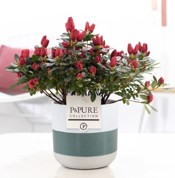 1st class Azalea red in P&PURE Lauren ceramics, D 12