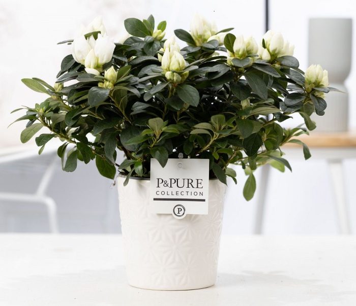 1st class Azalea white in P&PURE Juliette ceramics white, D 12