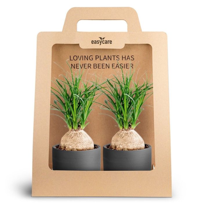 2-Pack Raw Black, Beaucarnea, D 10