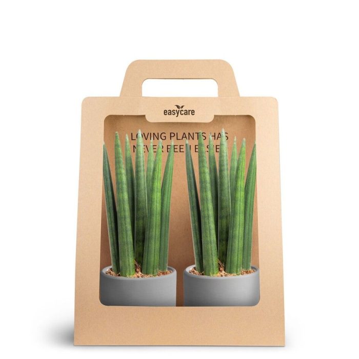2-Pack Raw Grey, Straight, D 7