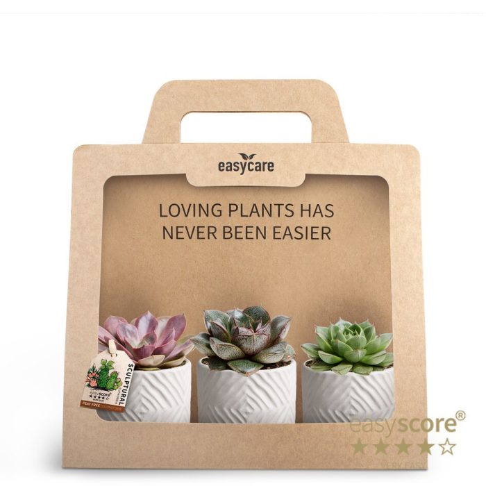 3-Pack Dune Sand, D 7