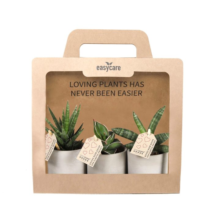 3-Pack Raw Grey, Cites Free, D 7
