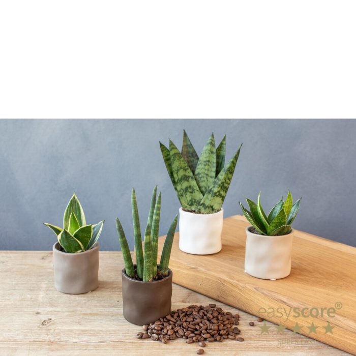 30615001 Organic Coff, D 6