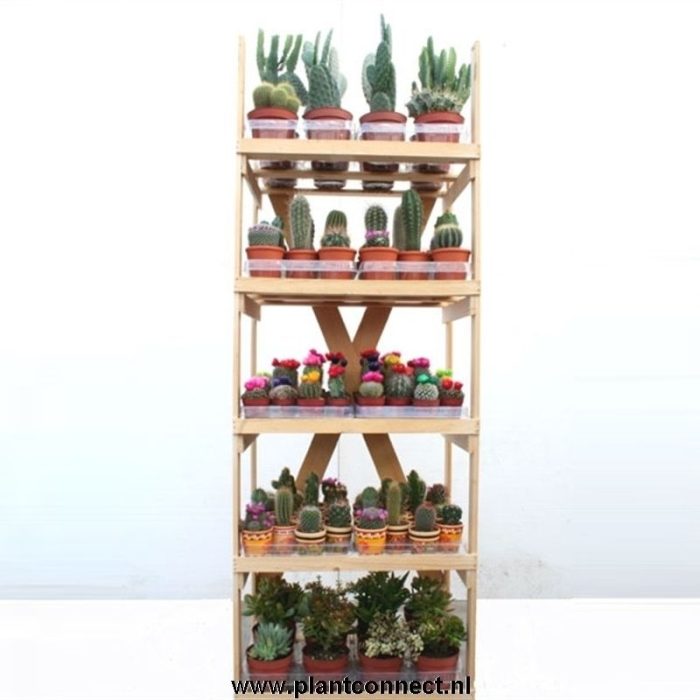 5001 Cactusrek dubbel wit massief karton, D 31
