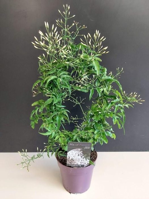 522 PLC : P12 Jasminum Polyanthum op boog +250 knop, D 12