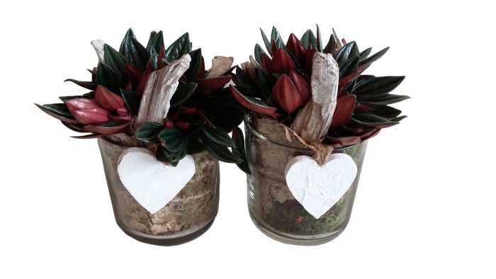 533 ROS Cil.Glas D13 Peperomia Rosso, D 13
