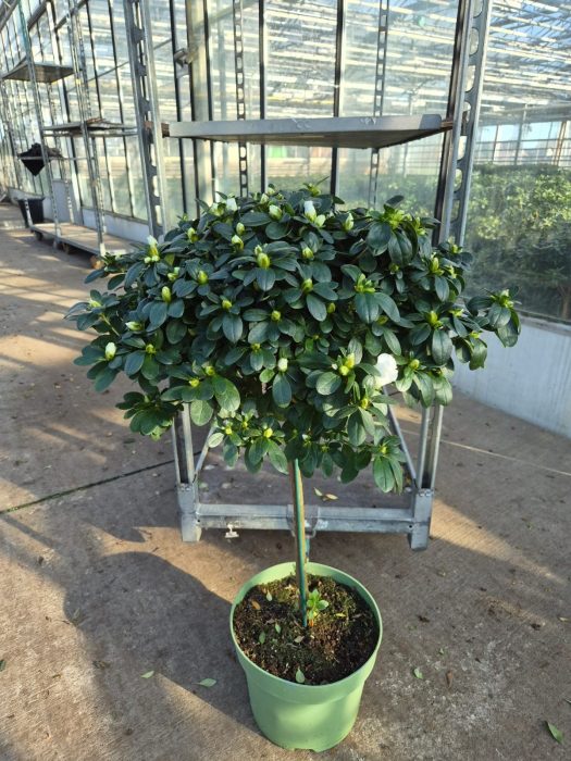 861 RD : P19 Azalea Hoogstam gemengde kleuren, D 19
