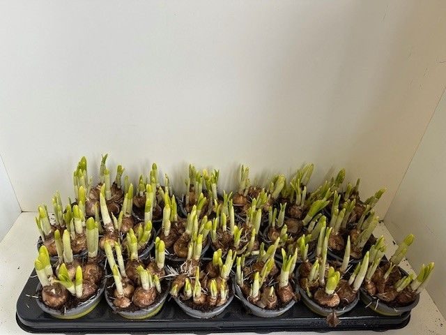 9 cm tete a tete, D 9