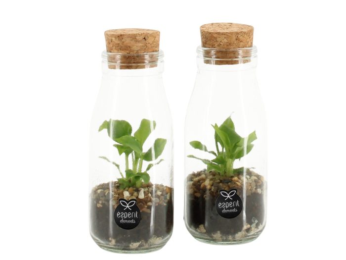 90485: Terrarium arrangement, D 6