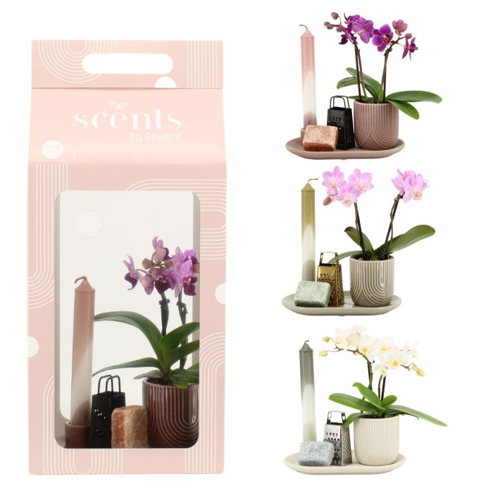 90623: Scents arrangement, D 18