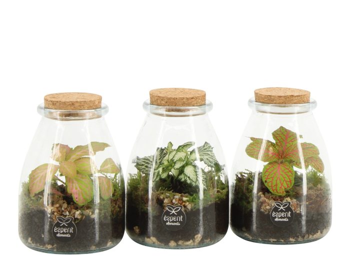 90716: Terrarium arrangement, D 9