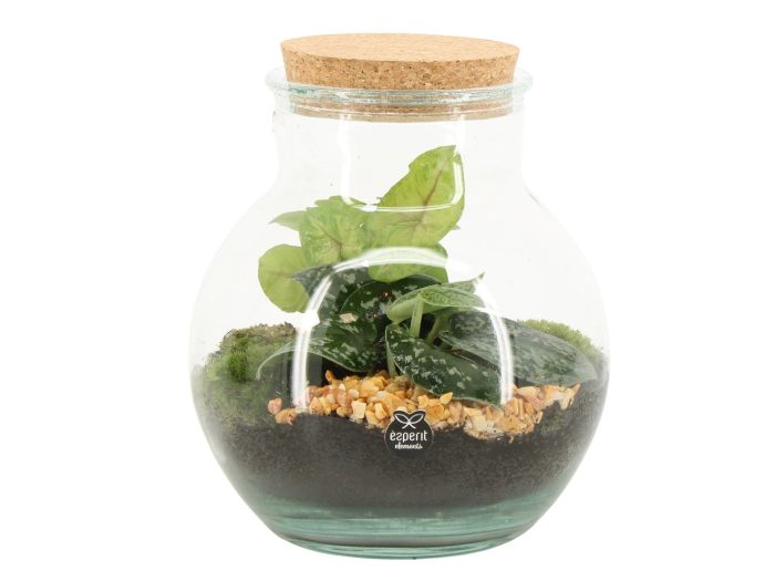 90798: Terrarium arrangement, D 20