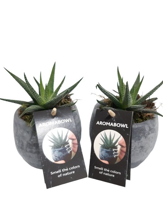 AB9LAVHAW Aroma Bowl Lavender 9cm Haworthia, D 9