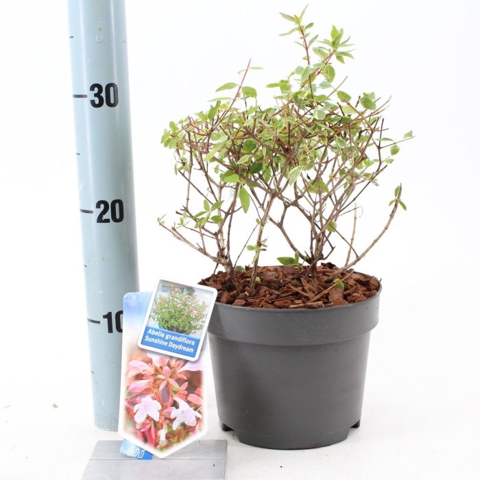 Abelia grandiflora Sunshine Daydream ('Abelops'PBR), D 17