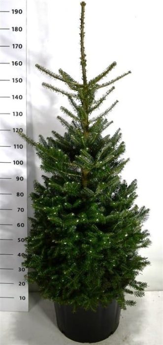 Abies koreana, D 54