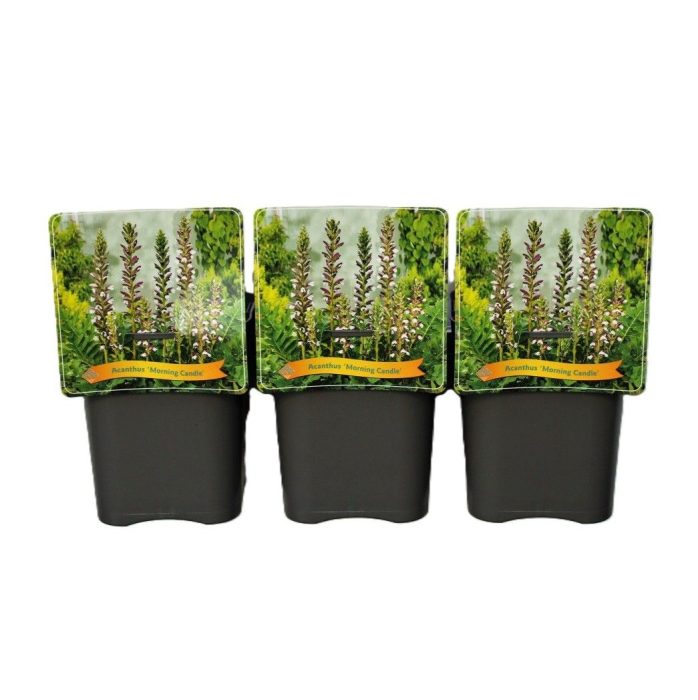 Acanthus 'Morning Candle' C5, D 21