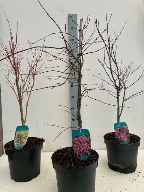 Acer BGT-mix P26 Full CC 3/5 species, D 26