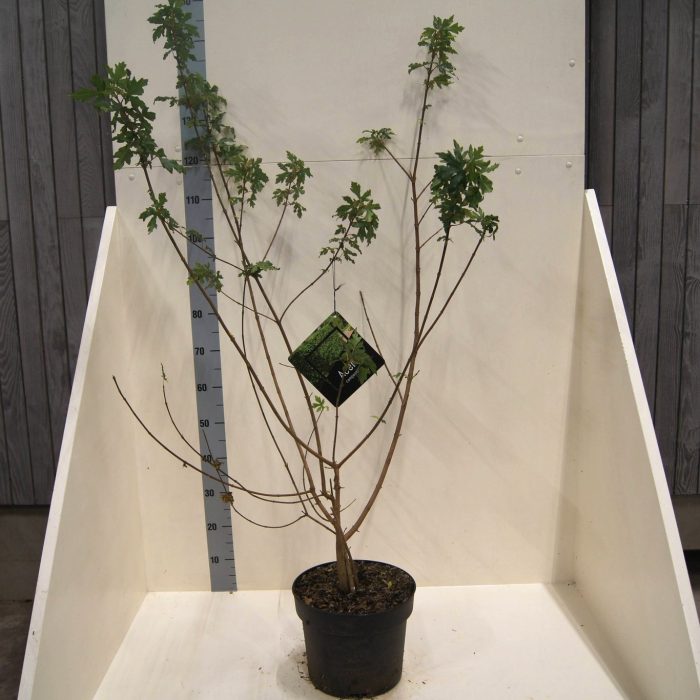 Acer campestre, D 28